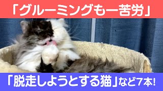 にゃんこ3きょうだい日記 #85 Diary of 3Cats [Feb.7-13/2022]