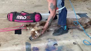 Alpaca cria shearing and why.