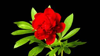 Time lapse of a Peony (Paeonia officinalis) opening