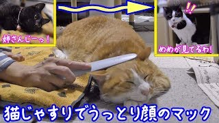 ＜2匹の猫通信＞ハッチとマックの「ほっこりライブ」猫じゃすりでうっとり顔のマック！2019 07 14　- Cat Live Stream in Japan - Cat Life TV