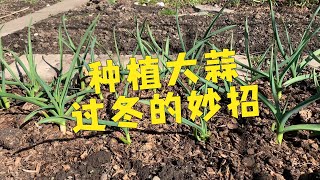 在多伦多种植大蒜的经验分享#Garlic planting