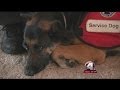 Publix worker in Fort Myers denied service dog at work