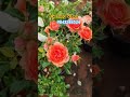 எப்படி இருக்கு இந்த ரோஜா new trendy exotic borabora english rose