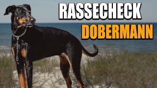 Doberman Breed Check - Breed portrait, breed description, information about the Doberman breed
