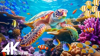 [NEW] 11HR Stunning 4K Underwater footage -Rare \u0026 Colorful Sea Life Video - Relaxing Sleep Music #32