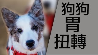 三分鐘教你怎麼選狗狗進食飯碗｜How to choose a right dog bowl? ｜柯基犬｜邊境牧羊犬