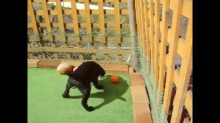 ブラックラブラドール　社会性　ブリーダー　専門【日本で唯一のチョコラブ・黒ラブ専門犬舎 Mother Planet Kennel】