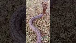 इतना बड़ा सांप देखकर बहुत डर लग रहा #long #snake #evening #fear #shortvideo #shortvideo #viral #new