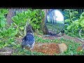 6 6 2017 Pu'unui  and Myna in Mirror