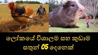 ලෝකයේ සිටින කුඩාම සහ විශාලතම සත්ත්වයින් 05 දෙනෙක්