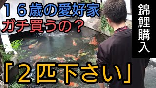 １６歳が買う、錦鯉が綺麗すぎた、、、　#Koi  #錦鯉  #アクアリウム　#ガサガサ