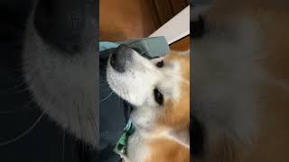 腕枕される秋田犬もんた君 #おすすめ #かわいい犬 #秋田犬