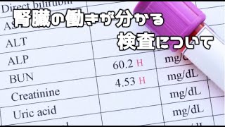 【慢性腎不全】腎臓の機能を調べる検査