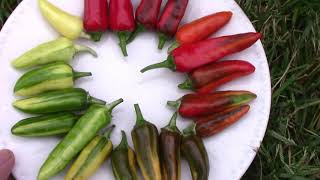 Fish Peppers From Seedling to Harvest - An Heirloom Edible Ornamental