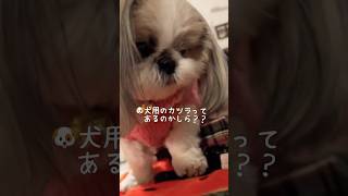 【ちくわの表情に注目‼️🤣】#shorts #shihtz #shihtzugram #シーズー #可愛い #犬 #癒し #犬のいる生活#ショック#希少難病