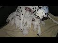 14 Dalmation puppies 14 Days old. 10 minutes later.