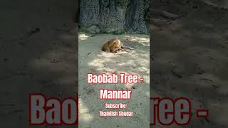 baobab tree mannar sri lanka. #shorts #viral #ytshorts