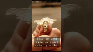 The silk moths have been genetically altered to no longer fly. #adorablepets #silkmoth #moth
