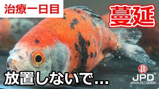 【病気の治療】白点病　治療開始