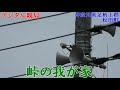 神奈川県　足柄上郡　松田町　防災無線17：00親局変更後峠の我が家『デジタル』