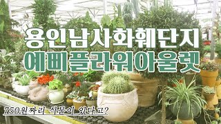 750원짜리 식물이 있다고?! 용인 남사화훼단지 예삐플라워 아울렛