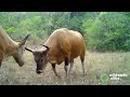 Endangered Bantengs in Cambodia's Cardamom Mountains