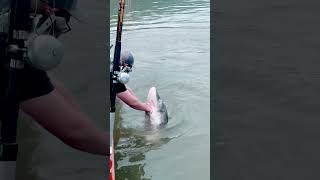 GIANT Sturgeon Splashes Fisherman!!! 🤣 #crazy #wow #shorts #explore #outdoors #fishing #epic