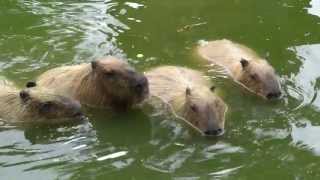 Fabulous Yasushi Capybara, Magical Sounds 素晴らしい靖カピバラ、マジカルサウンド