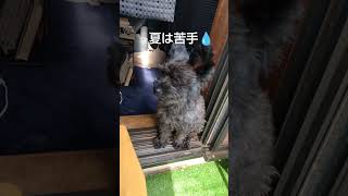 暑くても引っ付く波平 #ポメプー #愛犬 #愛犬とお出かけ