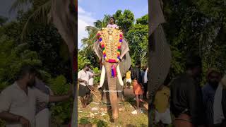 പുതുശ്ശേരി വിജയൻ || പോർക്കുളം പെരുന്നാൾ 2024 || #elephant #trending #shorts #festival #viral #2024