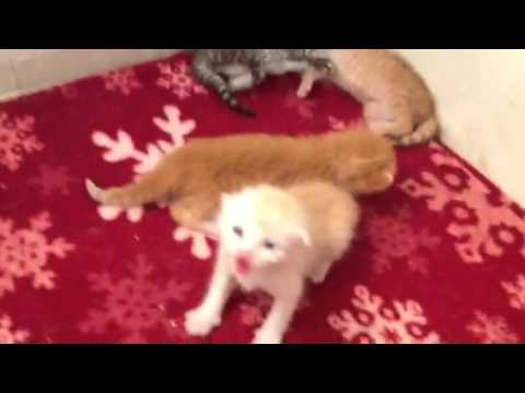 Newborn Kittens Crying For Mama Daphne - YouTube