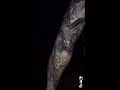 写实风格花臂纹身tattoo