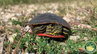 Western Painted Turtle