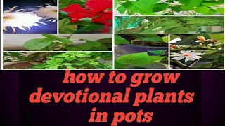 How to grow devotional plants in pots