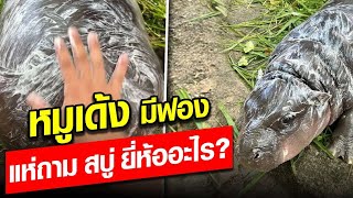 น้องหมูเด้ง มีฟอง? สุดสงสัยใช้สบู่อะไร มีเฉลยรุ่นนี้ผลิตเอง!!  : Khaosod - ข่าวสด