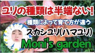 Moni's garden ユリの特徴 #ユリ #ゆり #百合 #花 #庭の花 #Flower