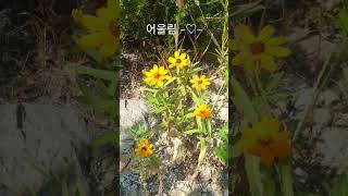 어울림   #flower #산책 #힐링 #숲 #명상 #인문학 #심리상담 #마음챙김 #도반2022 #도반_100일프로젝트 #도반_별맘 #도반_숏츠 #피어날래 #굿짹월드 #mkyu