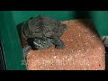 大きくならないクサガメ【reeve s turtle】