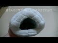 大きくならないクサガメ【reeve s turtle】