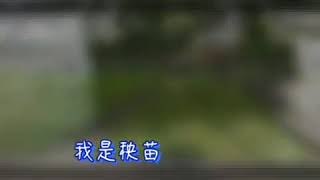 水稻的一生