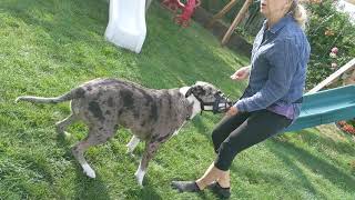 Helping Joy accept her muzzle