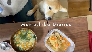 Mameshiba Diaries｜wholesome dinner turns into chaos with a puppy【豆柴とご飯は大変】