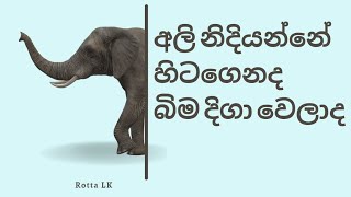 අලි කොහොමද නිදියන්නේ. දැකලා තියෙනවද