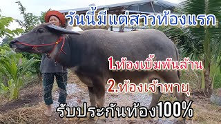 Ep.119 เปิดราคาควายสาวท้องแรก ท้องเบิ้มพันล้าน/เจ้าพายุ ควายสายพัฒนางามๆ คอกแม่ฉวี ☎️094-278-7511