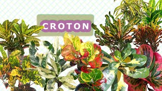 CROTON TYPES Varieties | Croton MAGNIFICENT | croton MAMMY, PETRA