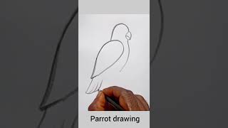parrot drawing easy