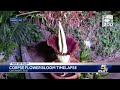 WATCH: Corpse flower 'Morticia' blooms at Cincinnati Zoo