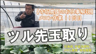 【11回目】メロン作業『ツル先玉取り』動画で解説/仕事紹介/求人募集/短期/パート/アルバイト/住み込み寮あり：北海道 富良野 メロン農家の寺坂農園