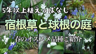 【植えっぱなしで咲く】オススメの宿根草と球根植物・春の花