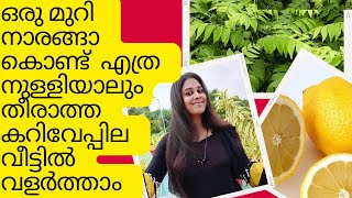 ഒരു മുറി നാരങ്ങ മതി എത്ര നുള്ളിയാലും തീരാത്ത  കറിവേപ്പില വീട്ടിൽ വളർത്താൻ